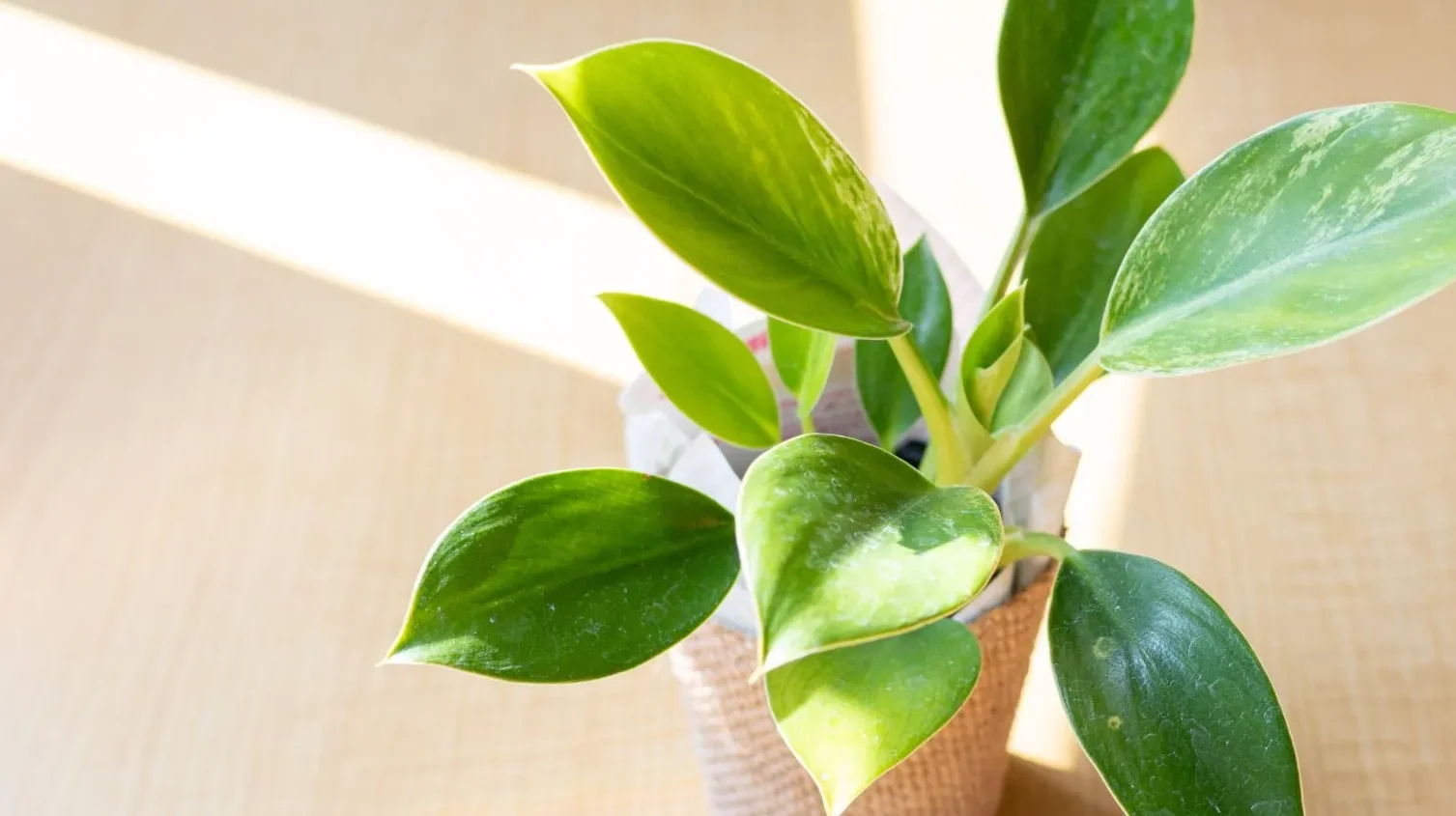 木目テーブルの上に置かれた観葉植物に光が差し込む様子